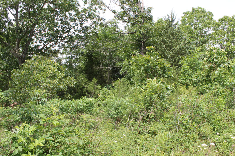 Tract 12 at Cedar Ridge Ranch in Phelps County, Missouri