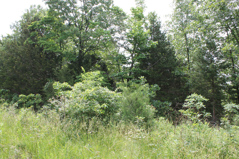 Tract 13 at Cedar Ridge Ranch in Phelps County, Missouri