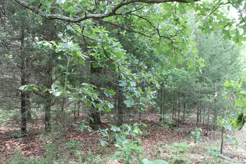 Tract 14 at Cedar Ridge Ranch in Phelps County, Missouri