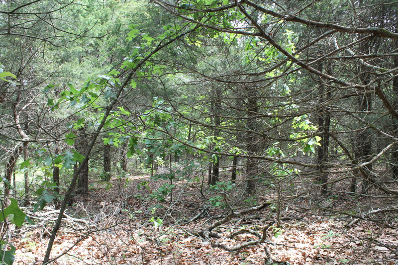 Tract 15 at Cedar Ridge Ranch in Phelps County, Missouri