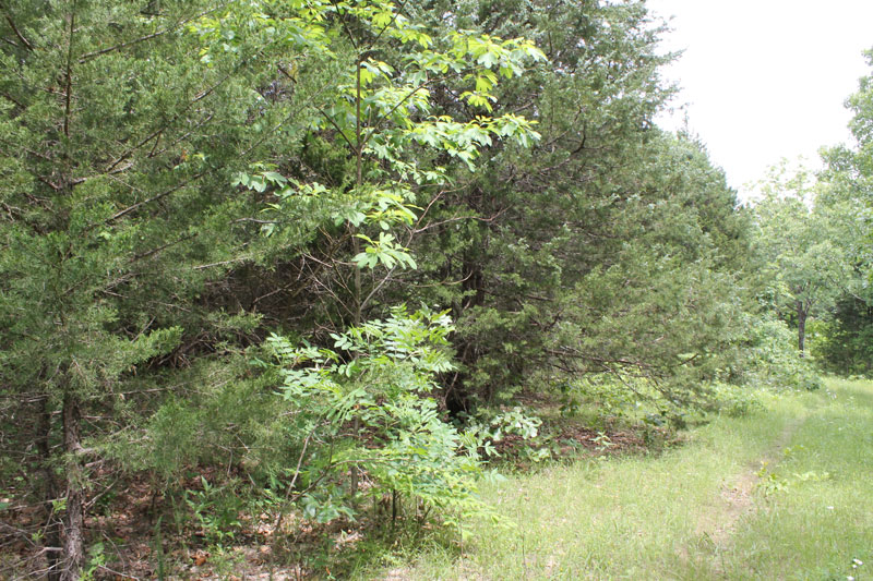 Tract 17 at Cedar Ridge Ranch in Phelps County, Missouri