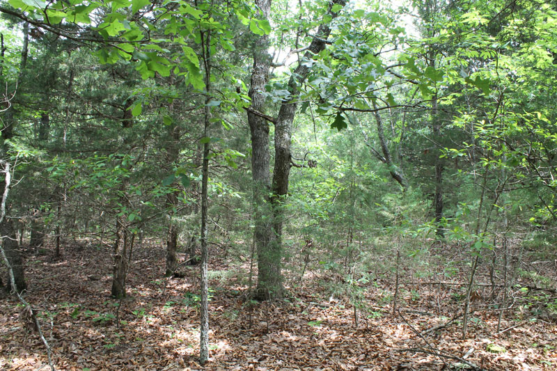 Tract 19 at Cedar Ridge Ranch in Phelps County, Missouri