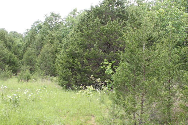 Tract 21 at Cedar Ridge Ranch in Phelps County, Missouri