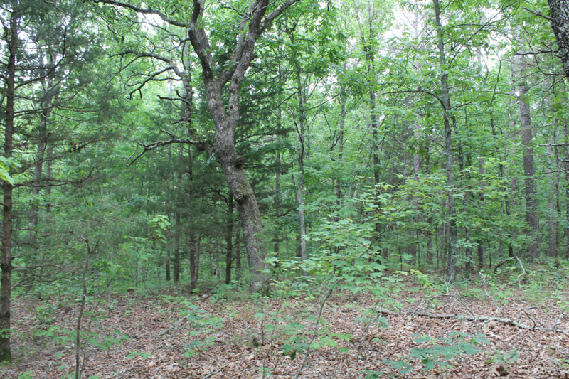 Tract 22 at Cedar Ridge Ranch in Phelps County, Missouri