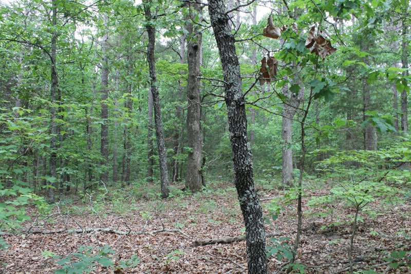 Tract 23 at Cedar Ridge Ranch in Phelps County, Missouri
