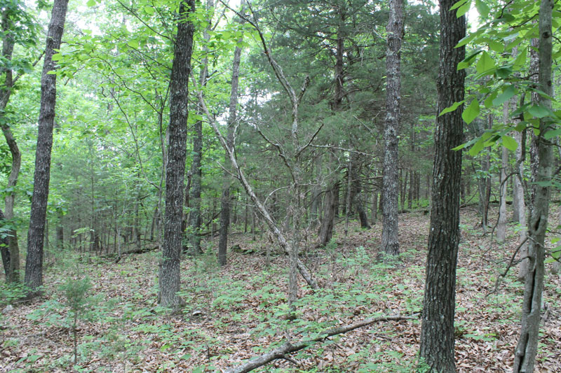 Tract 24 at Cedar Ridge Ranch in Phelps County, Missouri