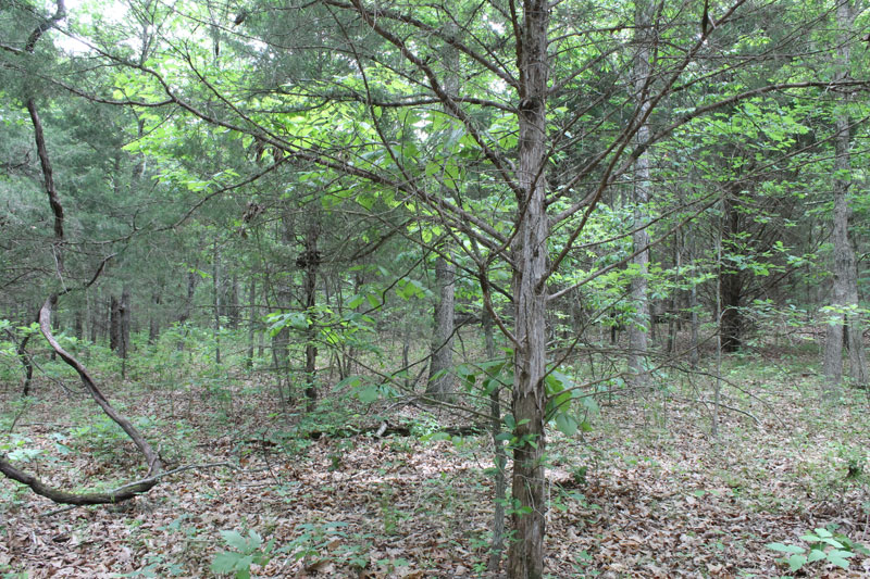 Tract 25 at Cedar Ridge Ranch in Phelps County, Missouri