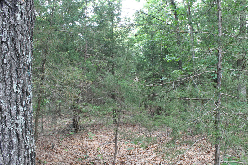 Tract 26 at Cedar Ridge Ranch in Phelps County, Missouri