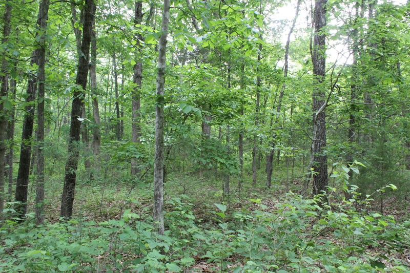 Tract 27 at Cedar Ridge Ranch in Phelps County, Missouri