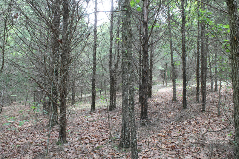 Tract 28 at Cedar Ridge Ranch in Phelps County, Missouri
