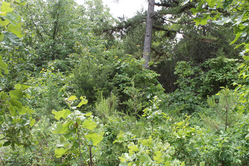 Tract 29 at Cedar Ridge Ranch in Phelps County, Missouri