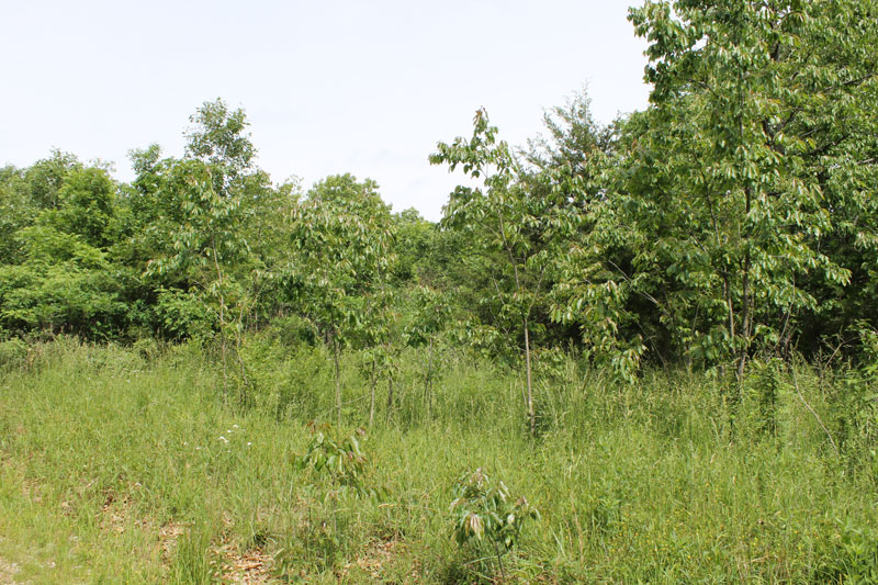 Tract 31 at Cedar Ridge Ranch in Phelps County, Missouri