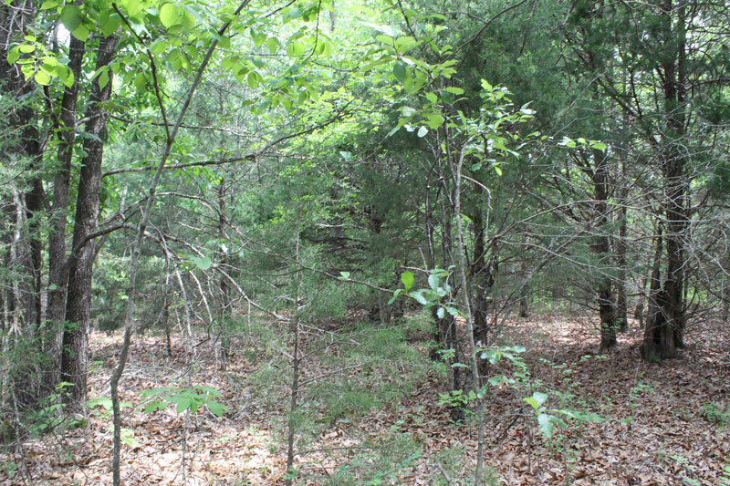 Tract 34 at Cedar Ridge Ranch in Phelps County, Missouri