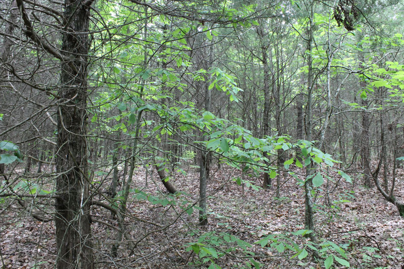 Tract 35 at Cedar Ridge Ranch in Phelps County, Missouri