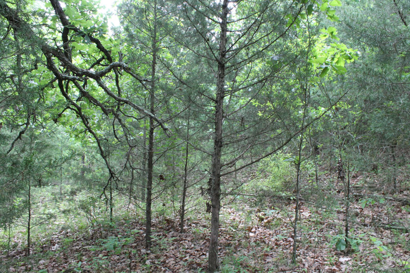 Tract 37 at Cedar Ridge Ranch in Phelps County, Missouri