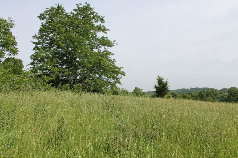 Tract 38 at Cedar Ridge Ranch in Phelps County, Missouri