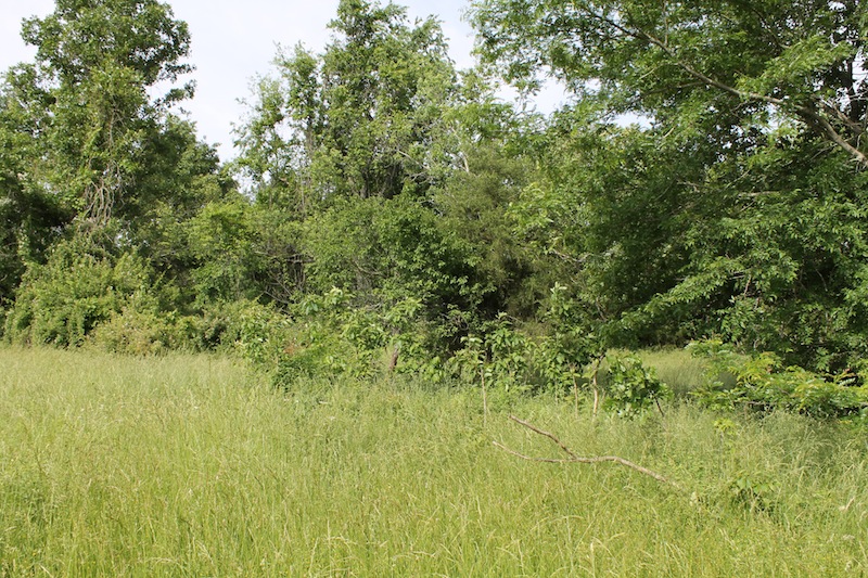 Tract 39 at Cedar Ridge Ranch in Phelps County, Missouri