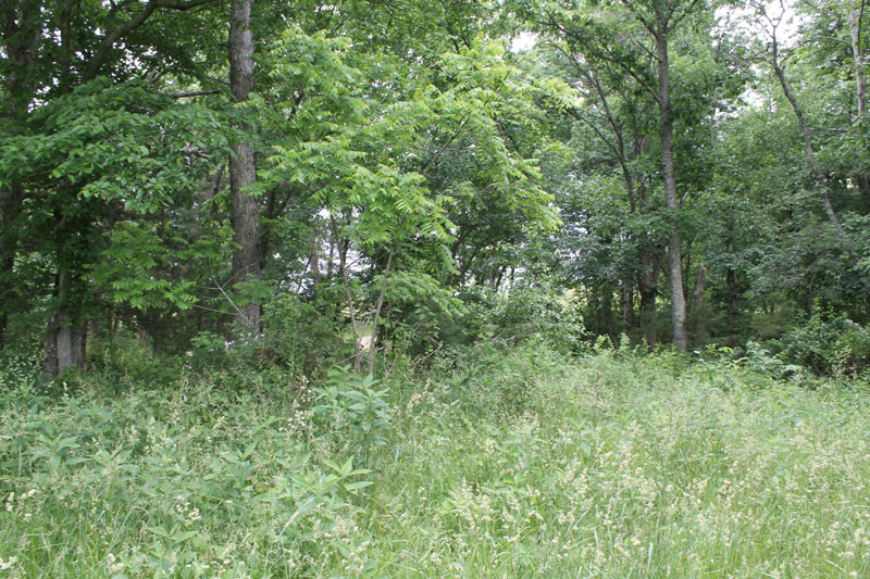Tract 40 at Cedar Ridge Ranch in Phelps County, Missouri