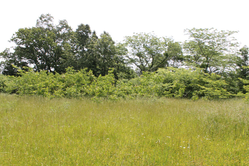 Tract 9 at Cedar Ridge Ranch in Phelps County, Missouri